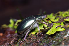 Chrysina