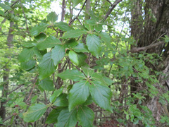 Rhododendron kaempferi