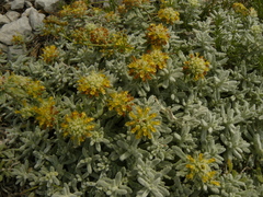 Teucrium aureum