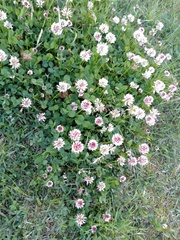 Trifolium repens