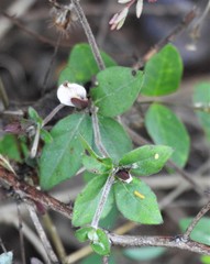 Blepharis maderaspatensis