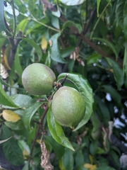 Prunus persica nucipersica