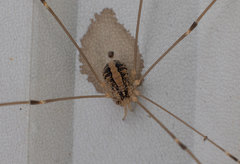 Cosmobunus granarius