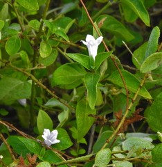 Ruellia patula