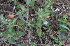 Ruellia patula