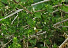 Justicia tranquebariensis