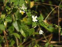 Hibiscus micranthus