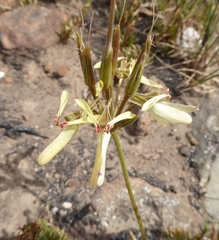 Pelargonium rapaceum