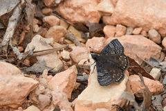 Erynnis icelus