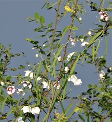 Oxystelma esculentum