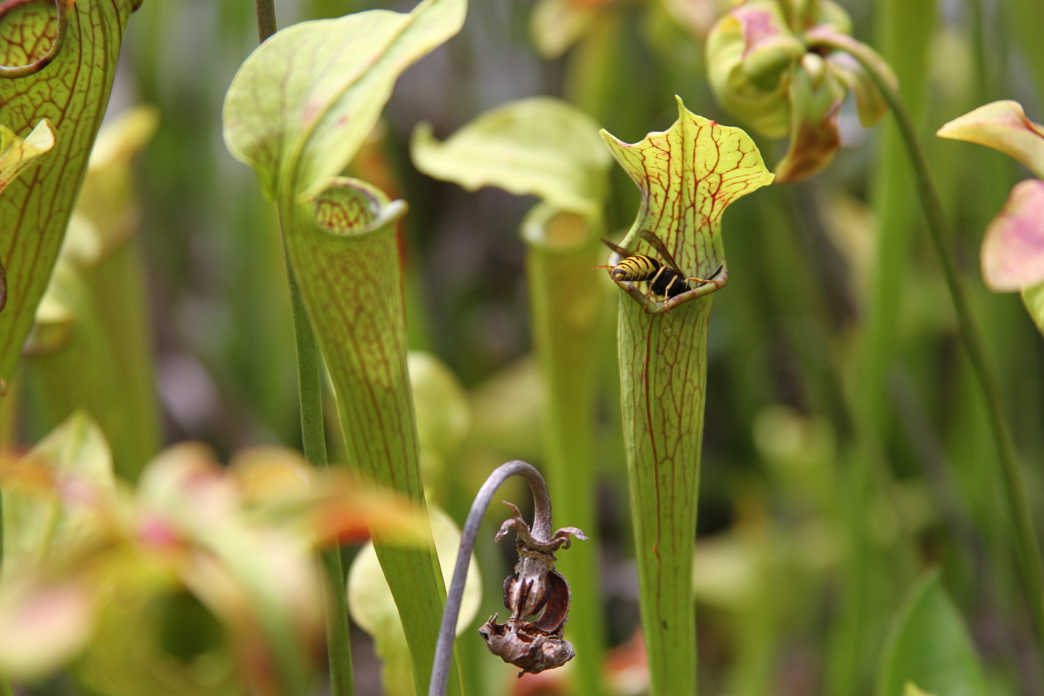 Sarracenia jonesii