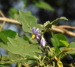 Solanum surattense