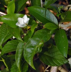 Vallaris solanacea