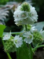 Sidalcea malachroides