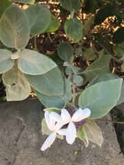 Barleria albostellata