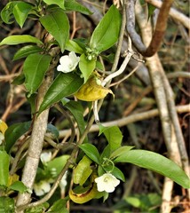 Vallaris solanacea