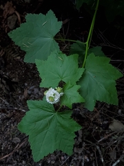 Sidalcea malachroides
