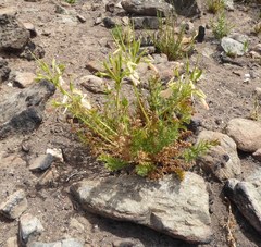 Pelargonium rapaceum