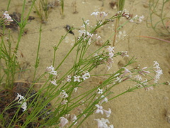 Asperula diminuta