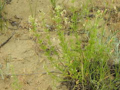 Teucrium orientale