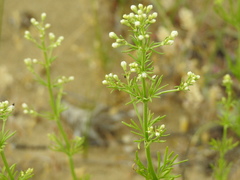 Teucrium orientale