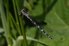 Coenagrion ornatum
