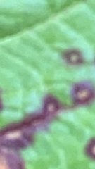 Puccinia malvacearum