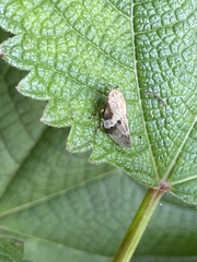 Aphrophora intermedia