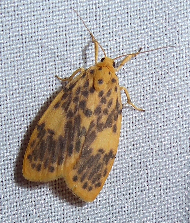 Miltochrista obsoleta