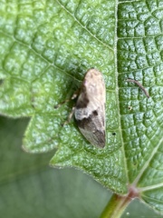 Aphrophora intermedia