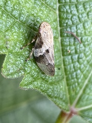 Aphrophora intermedia