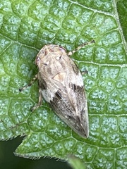 Aphrophora intermedia