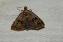 Ozarba megaplaga