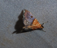 Agrotera basinotata