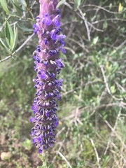 Nepeta tuberosa