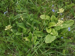 Primula veris
