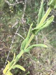 Nepeta tuberosa
