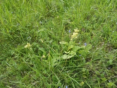 Primula veris