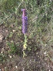 Nepeta tuberosa