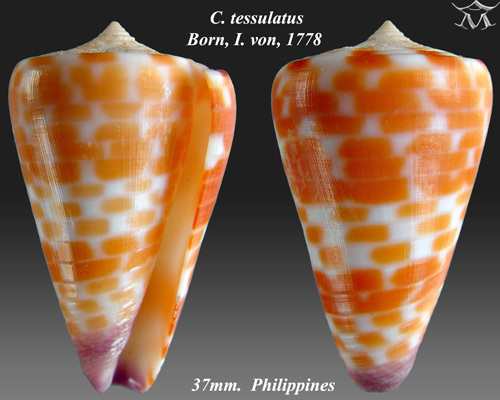 Tessellate cone