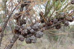 Allocasuarina mackliniana