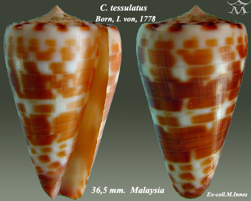 Tessellate cone