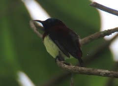 Leptocoma minima