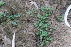 Asplenium subglandulosum