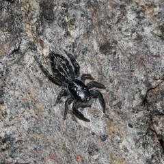 Holoplatys semiplanata