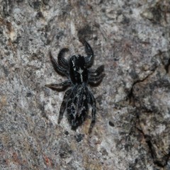 Holoplatys semiplanata