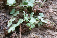 Asplenium subglandulosum