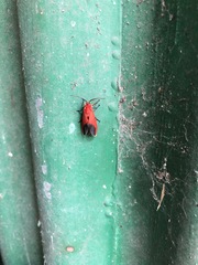 Phauda flammans