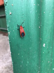 Phauda flammans