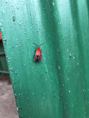Phauda flammans
